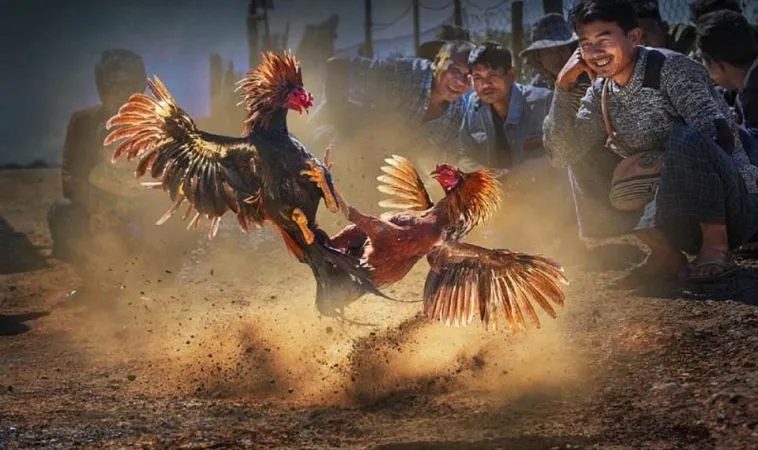 Sảnh đá gà HB88 quy tụ nhiều chiến kê dũng mãnh